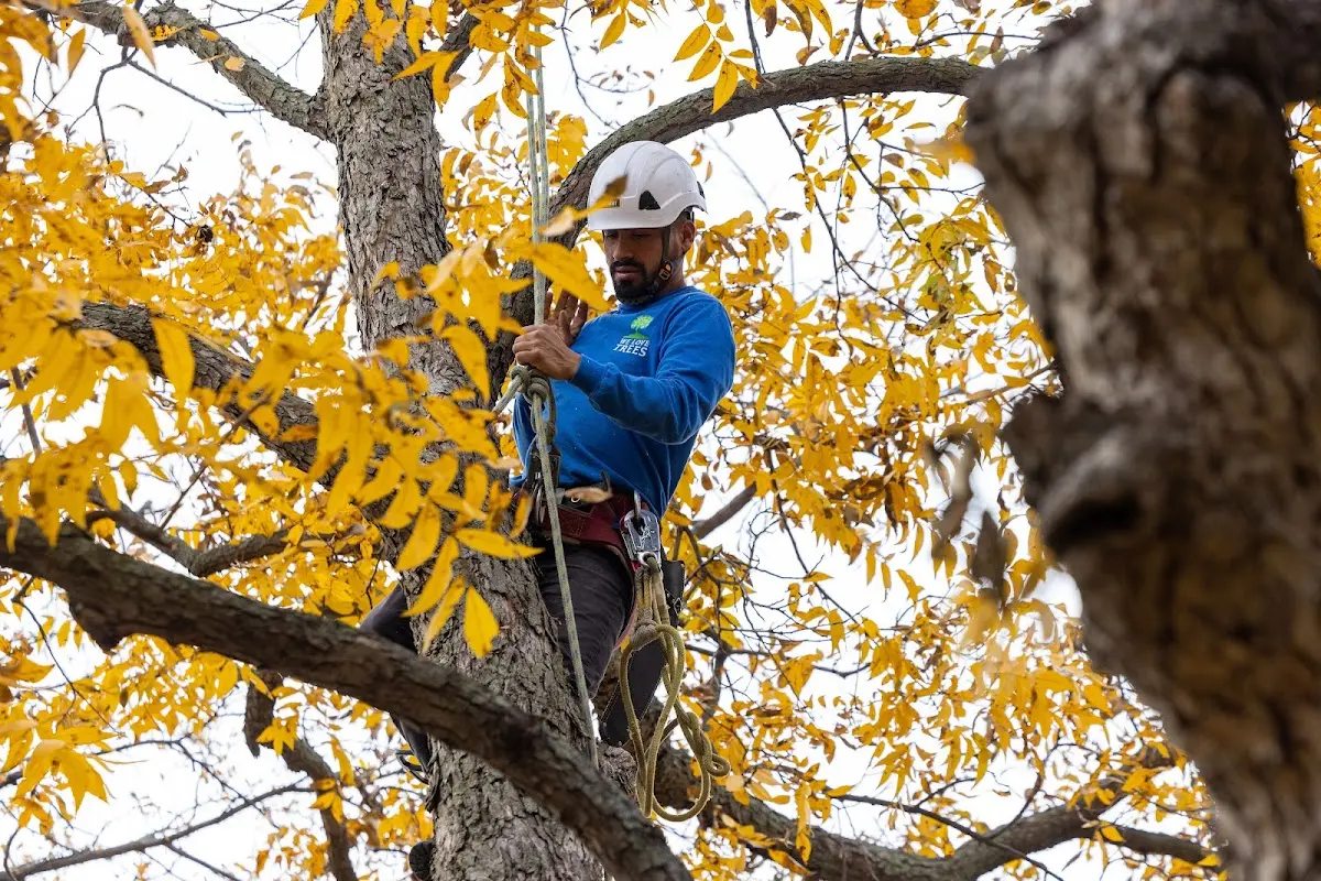 Skilled Tree Trimming crew working in Hubbard